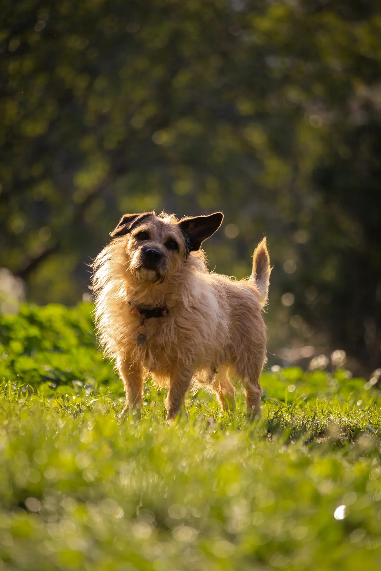 Animaux — 07 — photographie animaux par Camégraphie